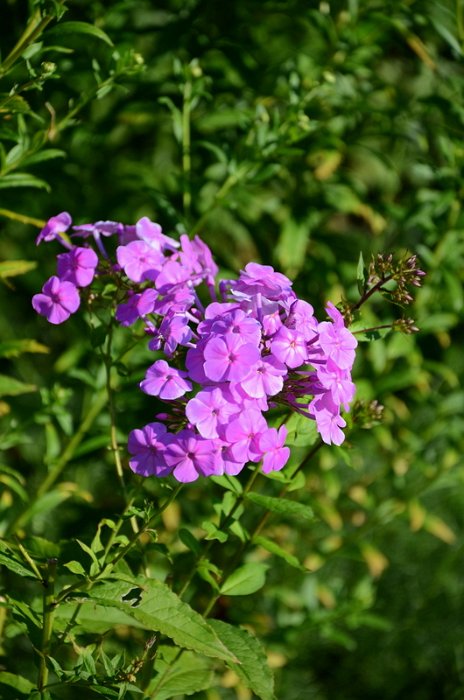 Phlox amplifolia (2)